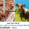 نمک دام و طیور- بلوک لیسیدنی مرغوب برای دام