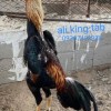 خروس لاری اوشامو شش دانگ