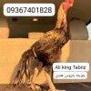 لاری هندی نوک طوطی دم طاووسی
