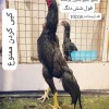 لاری شامو.اوشامو.المانی وارداتی